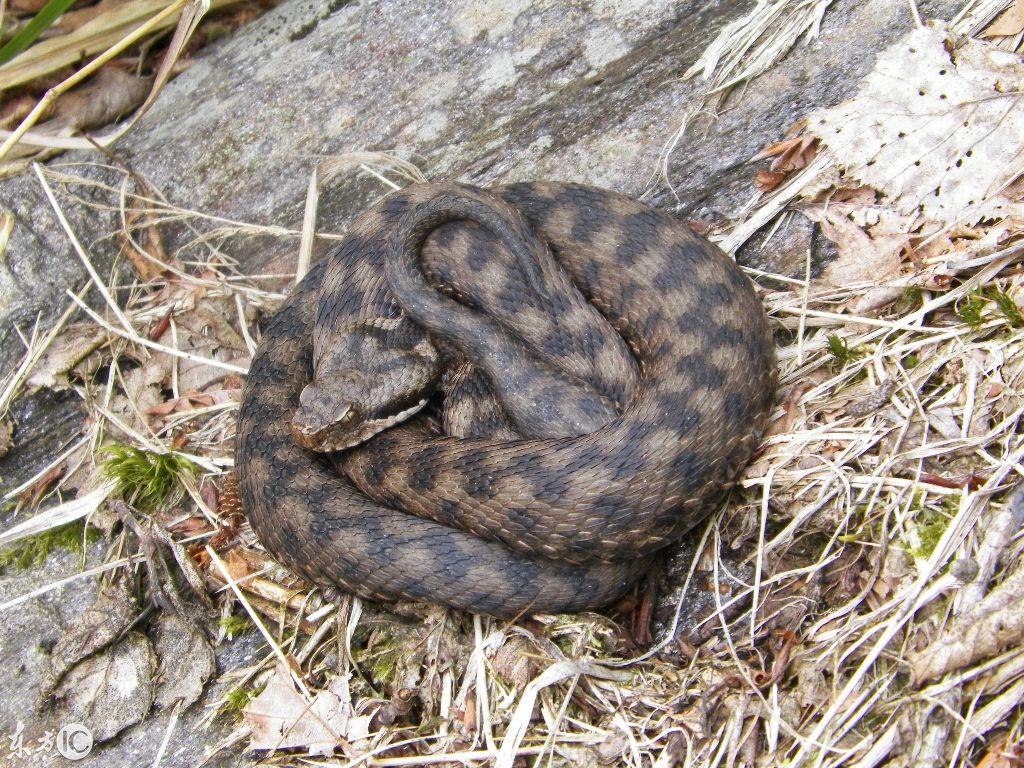 吉林印象，大学生眼中的净土情怀